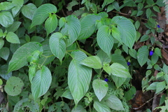 Rhynchoglossum notonianum